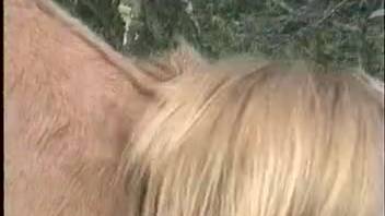 Attractive rider treats her virile stud to an exceptional rimming session